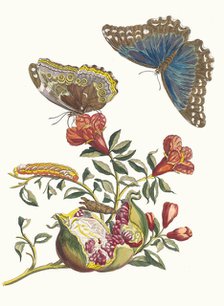 Grenadier. From the Book Metamorphosis insectorum Surinamensium, 1705. Creator: Merian, Maria Sibylla (1647-1717).