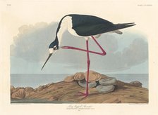 Long-legged Avocet, 1836. Creator: Robert Havell.