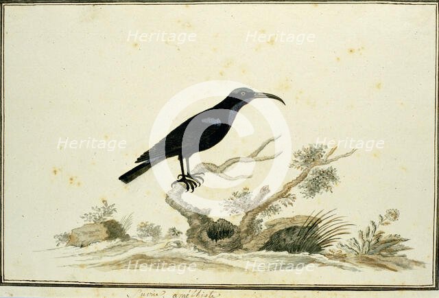 Nectarinia amethystina (Amethyst sunbird), 1777-1786. Creator: Robert Jacob Gordon.