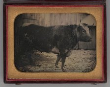 Untitled (Portrait of Bull), 1847. Creator: Unknown.