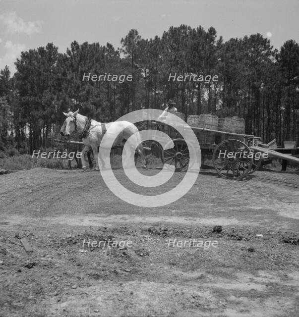 Hauling turpentine gum from the woods to the still near Homerville, Georgia, 1937. Creator: Dorothea Lange.