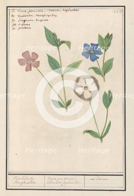 Periwinkle (Vinca), 1596-1610. Creators: Anselmus de Boodt, Elias Verhulst.