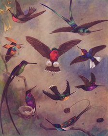 'The Marvellous Colour of Humming-Birds', 1935. Artist: Unknown.