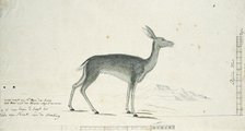 Pelea capreolus (Grey rhebok), 1777-1786. Creator: Robert Jacob Gordon.