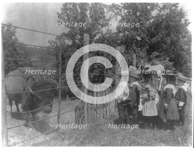 School children looking at bison at zoo, Washington, D.C., (1899?). Creator: Frances Benjamin Johnston.