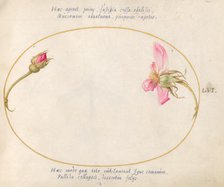 Plate 56: A Rosebud and a Disintegrating Pink Rose, c. 1575/1580. Creator: Joris Hoefnagel.