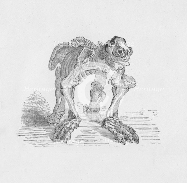 'Skeleton of the Megatherium',  c1885, (1890). Artist: Robert Taylor Pritchett.