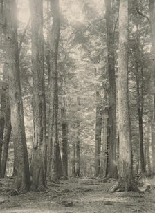 In the Birch forest, Paradise, Lake Wakatipu, c1924. Creator: Eunice Harriett Garlick.