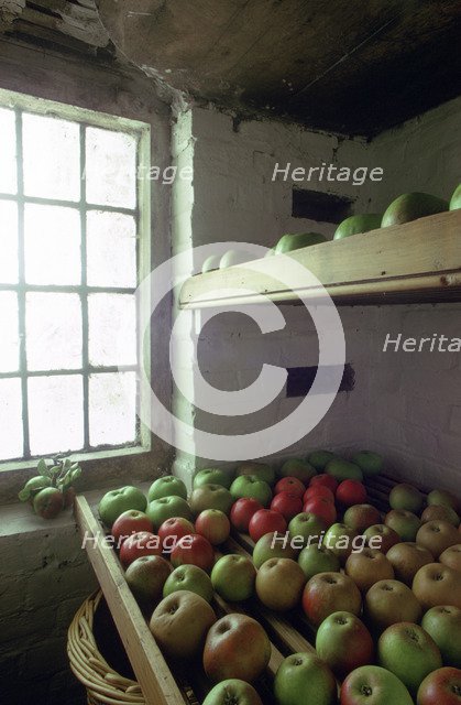 Stored apples.  Artist: Tony Evans