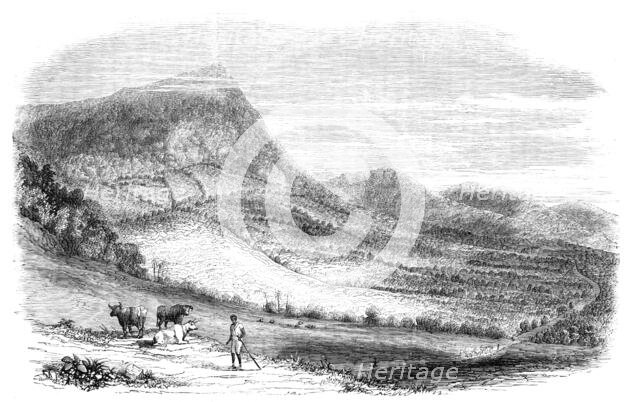 View on a Cocoa Plantation in the Island of Granada, 1857. Creator: Unknown.