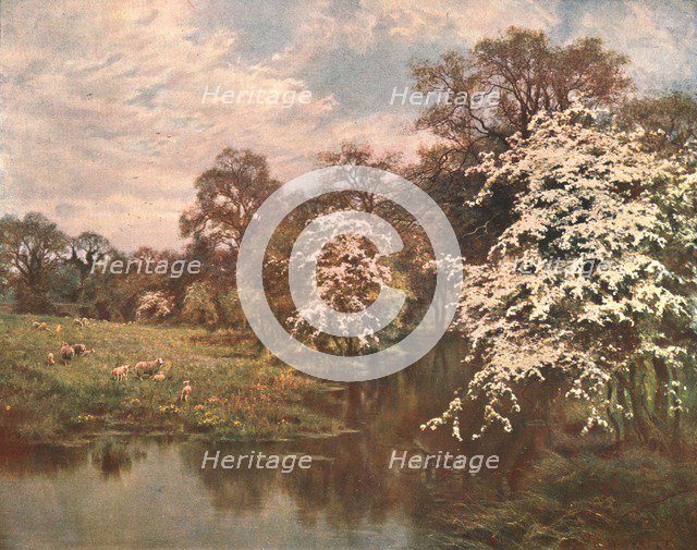 'Hawthorn Blossoms', c1899, (c1902).  Creator: Unknown.