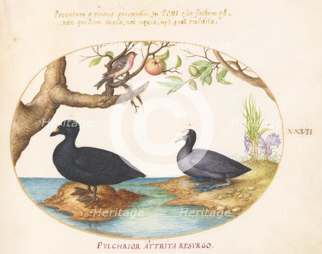 Animalia Volatilia et Amphibia (Aier): Plate XXVII, c. 1575/1580. Creator: Joris Hoefnagel.