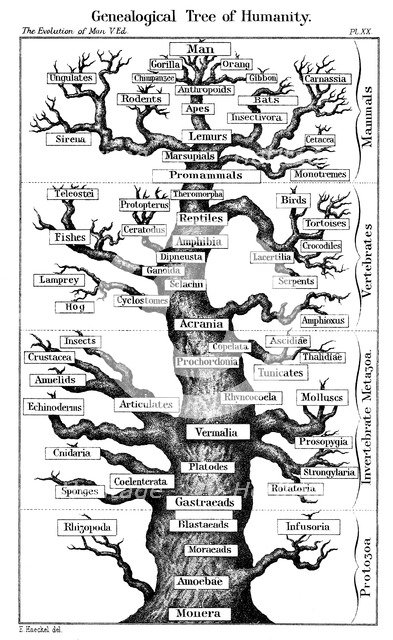 Haeckel's scheme of  evolution displayed in the form of a tree, 1910. Artist: Ernst Haeckel