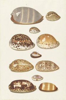 Eleven large and small tropical cowrie shells, 1726-1779. Creator: Johann Gustav Hoch.
