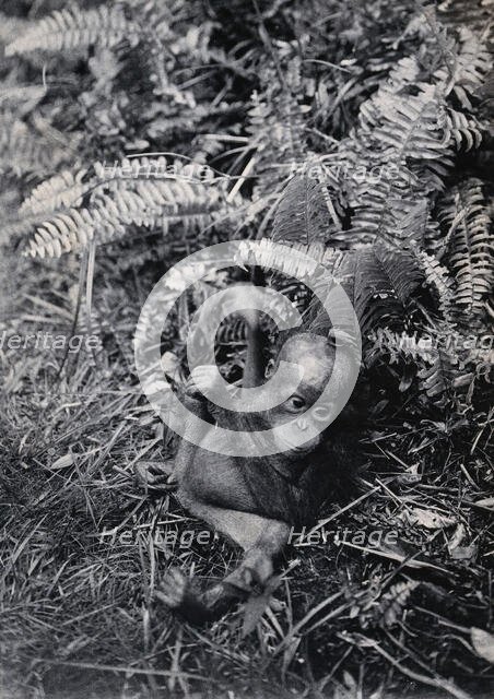 Sarawak: a baby orang-utan (Simia satyrus), c1900. Creator: Unknown.