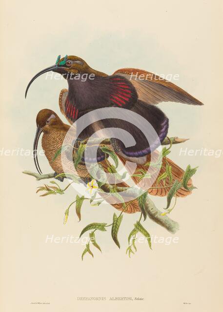 Drepanornis albertisi (Black-billed Sicklebill Bird of Paradise). Creators: John Gould, William Matthew Hart.