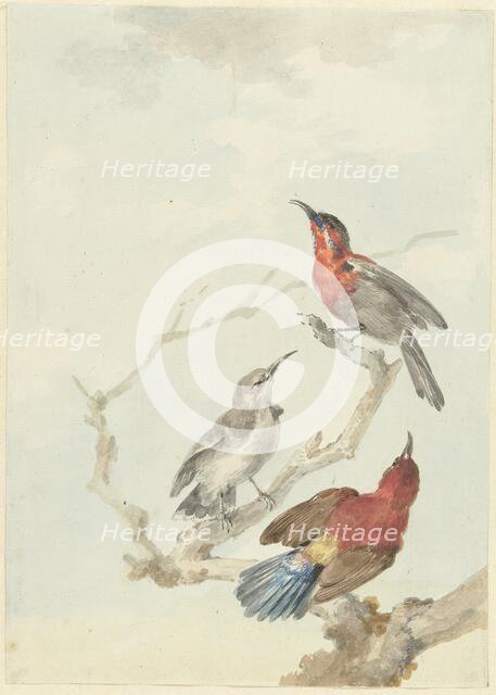 Three Crimson Sunbirds, 1780. Creator: Aert Schouman.