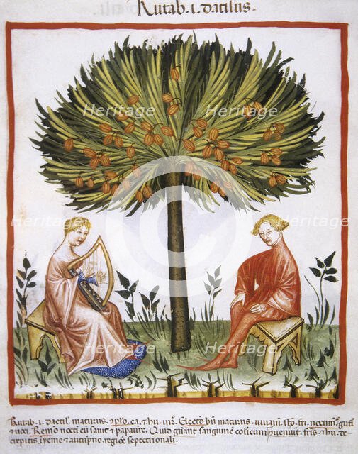 Date palm, 14th century.  Creator: Unknown.