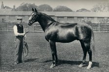 Thoroughbred racehorse, Bend Or, c1880. Artist: Unknown