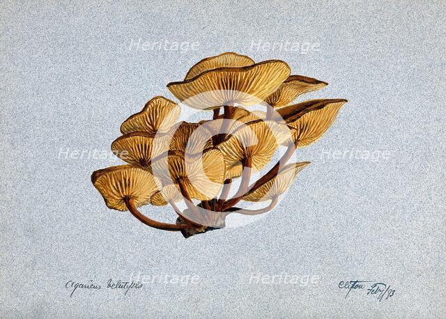 Velvet shank fungus (Flammulina velutipes) growing on wood, 1893. Creator: Unknown.