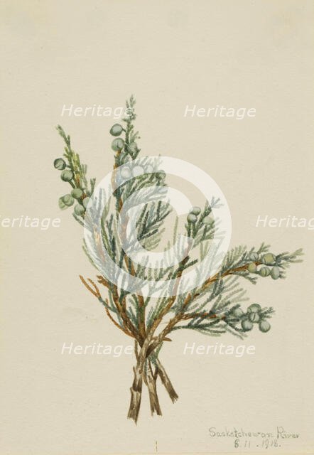 Creeping Juniper (Juniperus horizontalis), 1918. Creator: Mary Vaux Walcott.