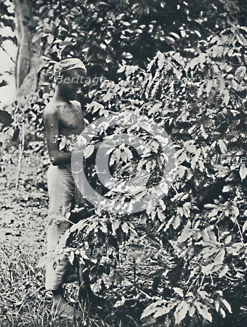 'Picking Coffee', 1916. Artist: Unknown.