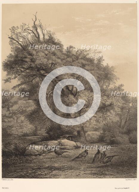 Faisans. Creator: Karl Bodmer.