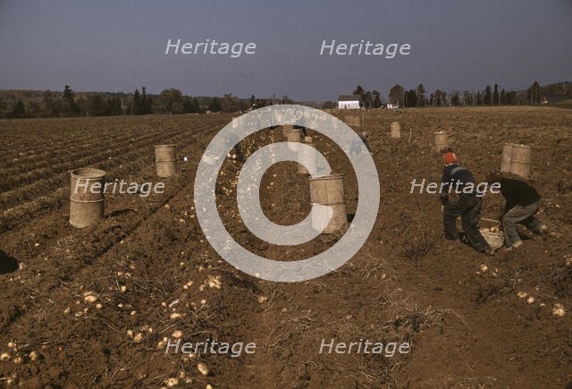 Children gathering potatoes on a large farm, vicinity of Caribou, Aroostook County, Maine , 1940. Creator: Jack Delano.