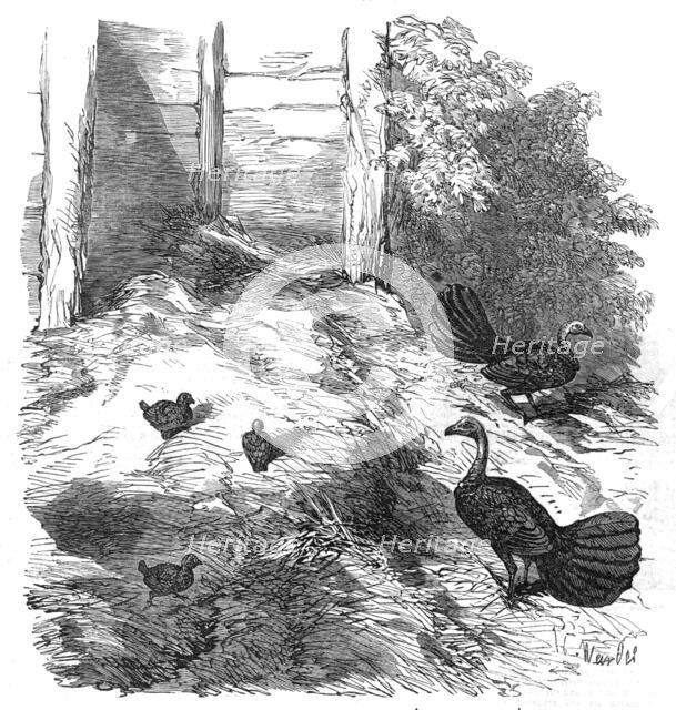 Nest of the Brush Turkey, in the Zoological Society's Gardens, Regent's-Park, 1854. Creator: H. Wendel.