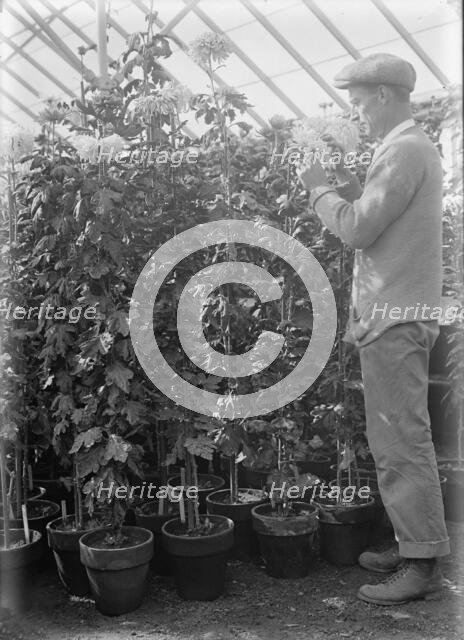 Agriculture Department - 'Jessie Wilson' Chrysanthemum, Martin Graner, Gardener, 1913. Creator: Harris & Ewing.