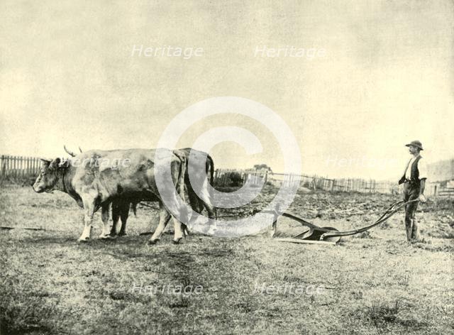 'A Bullock Plough Team', 1901. Creator: Unknown.
