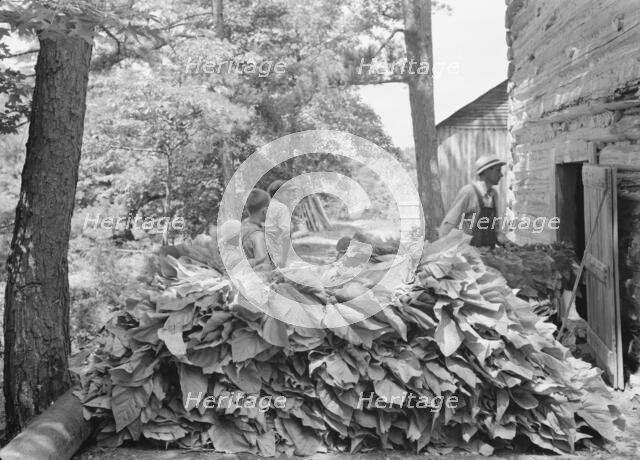 Possibly: Putting in tobacco after the morning work, Shoofly, North Carolina, 1939. Creator: Dorothea Lange.