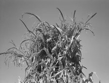 Shocked corn in field of FSA borrower, Sunset Valley, Malheur County, Oregon, 1939. Creator: Dorothea Lange.