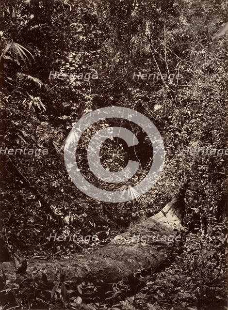 Tropical Scenery, Tropical Forest, 1871. Creator: John Moran.