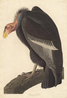 Californian Vulture, 1838. Creator: Robert Havell.