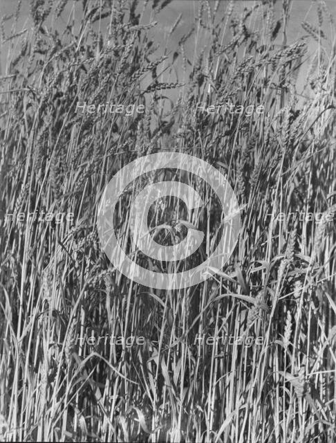 Wheat in Oklahoma, 1938. Creator: Dorothea Lange.
