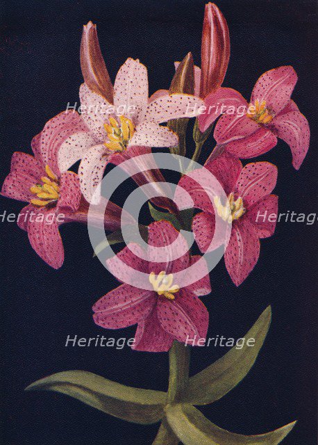 'Ruby Lily',  c1915, (1915). Artist: Emma Graham Clock.