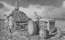 Women's Land Army lifting a crop, World War II, 1940. Artist: Unknown