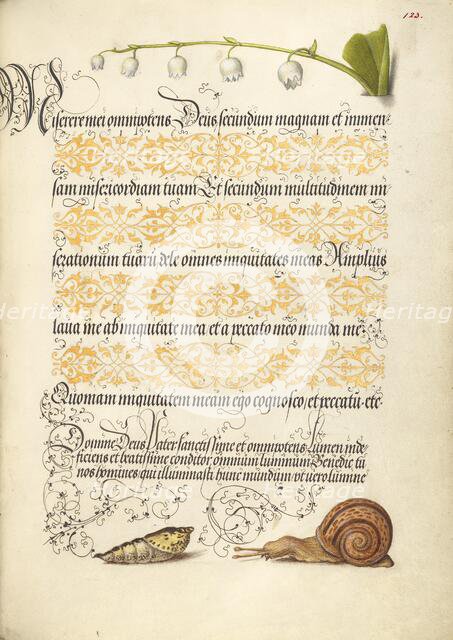 Lily-of-the-Valley, Pupa, and Land Snail, 1561-1562; illumination added 1591-1596. Creator: Joris Hoefnagel.