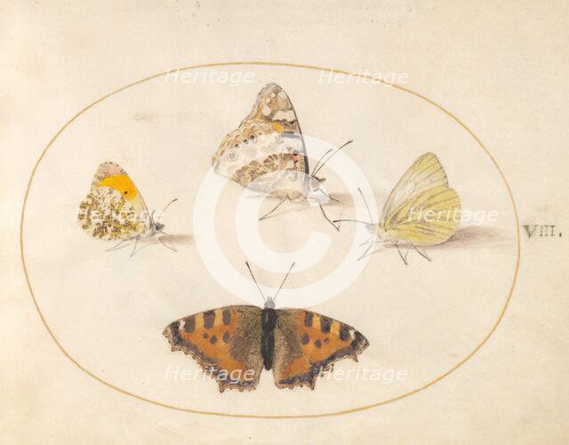 Plate 8: Four Butterflies, c. 1575/1580. Creator: Joris Hoefnagel.