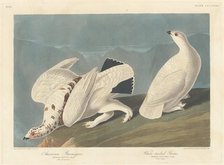 American Ptarmigan and White-tailed Grous, 1838. Creator: Robert Havell.