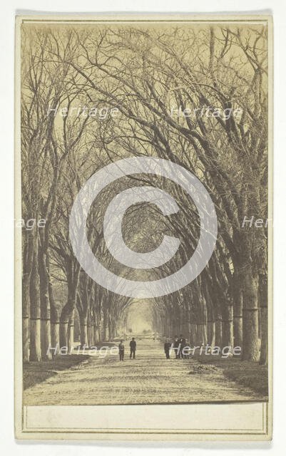 Untitled (avenue of trees), 1840-1900.  Creator: Unknown.