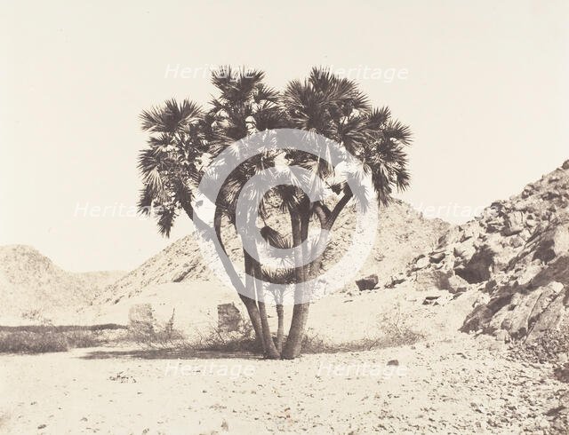 Environs de Fileh, Palmier Doum sur la Rive Orientale du Nil, 1851-52, printed 1853-54. Creator: Félix Teynard.