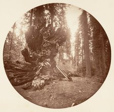 The Father of the Forest - The Horse Back Side. Calaveras Grove, ca. 1878. Creator: Carleton Emmons Watkins.