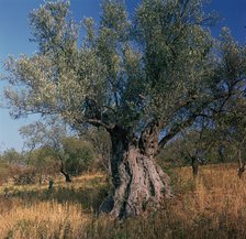 Olive tree in Sicily. Artist: Unknown