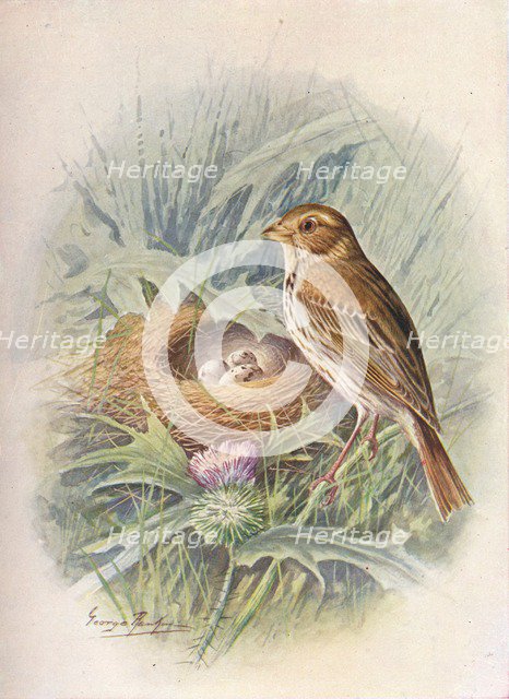'Corn-Bunting - Emberi'za milia'ria', c1910, (1910). Artist: George James Rankin.