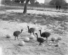 Ostrich farm, Hot Springs, Ark., between 1880 and 1930. Creator: Unknown.