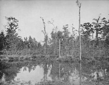 'A Louisiana Swamp', c1897. Creator: Unknown.