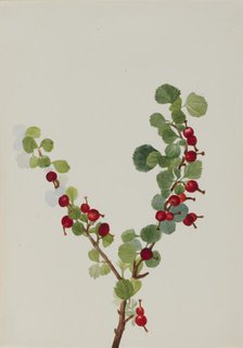 Currant (unfinished) (Ribes species), n.d. Creator: Mary Vaux Walcott.