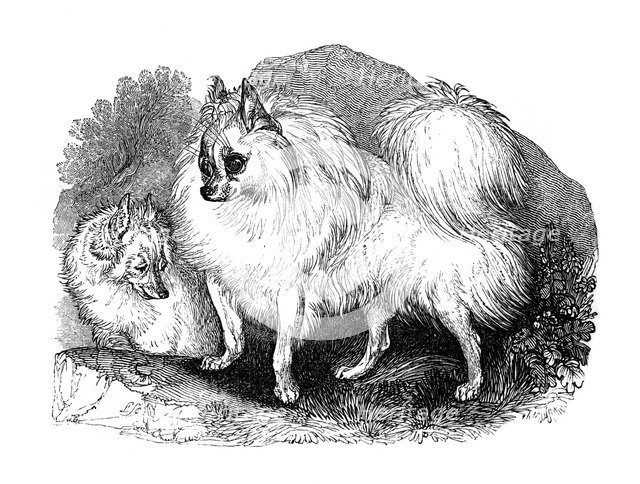 Iceland dog, 1848. Artist: Unknown
